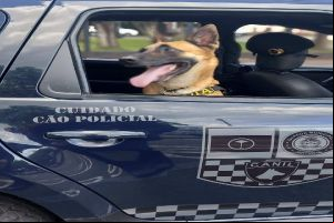 GMs com ajuda da K9 índia localiza drogas no Santa Angelina