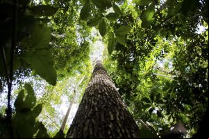 Feira em Brasília discute futuro sustentável da Amazônia