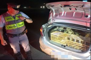 Tráfico de animais: pássaros silvestres são resgatados em Campinas