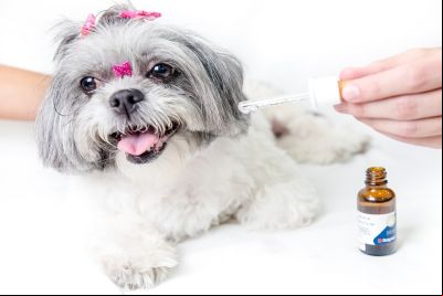 Fim de ano e fogos de artifício: dicas para preparar e proteger os animais