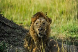 Tratador de animais morre ao ser atacado por leão em zoológico da Nigéria