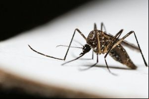São Carlos registra 12.135 casos positivos de dengue