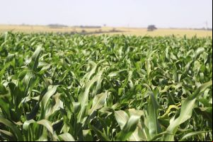 SP anuncia pacote de R$ 340 mi para o agronegócio e premia municípios com melhores práticas no setor